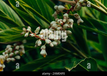 Shell Ingwerblume - alpinia zerumbet im Park, madeira. Hochwertige Fotos Stockfoto