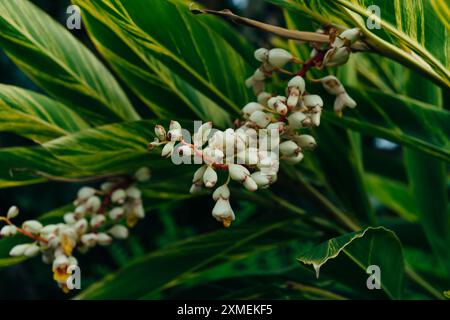 Shell Ingwerblume - alpinia zerumbet im Park, madeira. Hochwertige Fotos Stockfoto