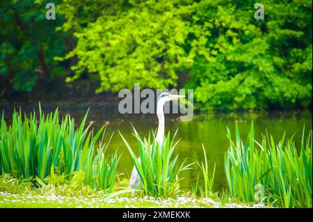 Ein großer weißer Kran mit langem Hals steht im Gras neben einem Amsterdamer See und blickt auf das Wasser. Die Gegend ist bekannt für große Reiher, Reiher Stockfoto