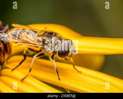 Nahaufnahme einer europäischen Drohnenfliege, die auf gelben Blütenblättern sitzt Stockfoto