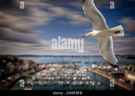 GB – DEVON: Heringsmöwe (lat: Larus argentatus) über dem Torquay Harbour im Südwesten Englands Stockfoto