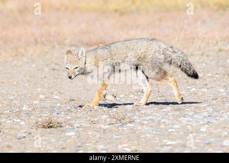 Ein südamerikanischer Graufuchs (Patagonischer Fuchs, chilla, zorro gris, Lycalopex griseus) im Parque Patagonia, Provinz Santa Cruz, Argentinien Stockfoto