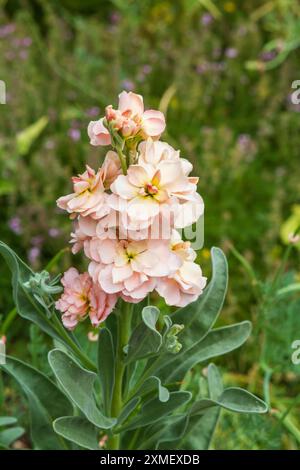 Zarte aprikosenfarbene Blüten der duftenden Brühe (Matthiola incana), auch bekannt als Gemeine Brühe, Hornbrühe, Brompton-Brühe, Gilly-Blüte Stockfoto