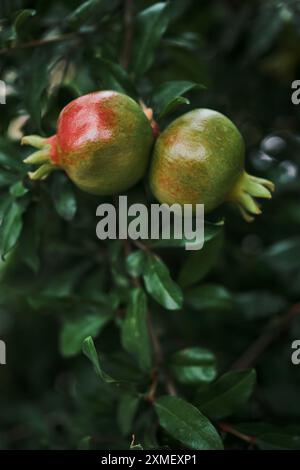 Vertikales Poster mit zwei reifenden Granatäpfeln oder Nar-Früchten auf einem Baum, Konzept über Naturprodukte aus landwirtschaftlichen Betrieben Stockfoto