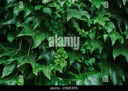 Ivy hinterlässt Hintergrund auf der Wand, Konzept für Karten- oder Mockup-Design Stockfoto