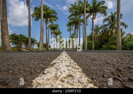 Die berühmte Palm Avenue L'Allée Dumanoir. Landschaftsaufnahme Von Der Mitte Der Straße In Die Avenue. Aufgenommen während Eines fantastischen Sonnenuntergangs. Grand Terre, G Stockfoto