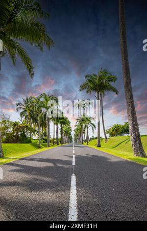 Die berühmte Palm Avenue L'Allée Dumanoir. Landschaftsaufnahme Von Der Mitte Der Straße In Die Avenue. Aufgenommen während Eines fantastischen Sonnenuntergangs. Grand Terre, G Stockfoto