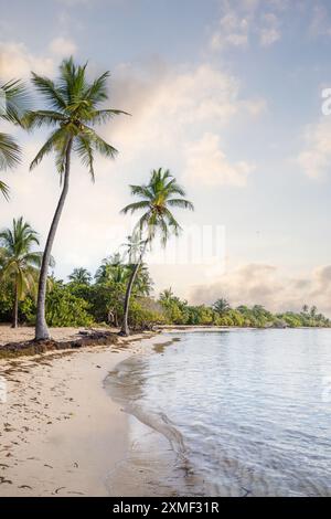 Romantischer Karibischer Sandstrand Mit Palmen, Türkisfarbenem Meer. Vormittagslandschaft Bei Sonnenaufgang In Plage De Bois Jolan, Guadeloupe, Französische Antillen Stockfoto