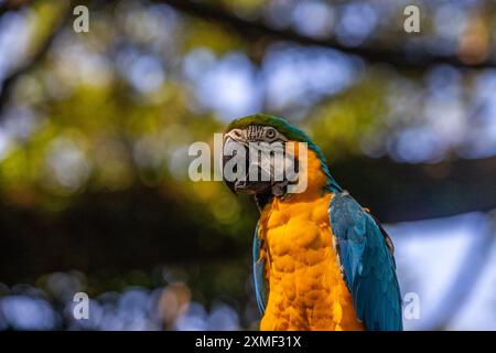 Porträt Eines Papageiens. Wunderschöne Aufnahme Von Tieren Im Wald Auf Guadeloupe, Karibik, Französisch Antillen Stockfoto