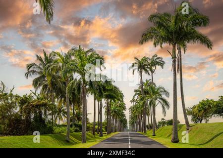 Die berühmte Palm Avenue L'Allée Dumanoir. Landschaftsaufnahme Von Der Mitte Der Straße In Die Avenue. Aufgenommen während Eines fantastischen Sonnenuntergangs. Grand Terre, G Stockfoto