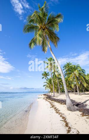 Romantischer Karibischer Sandstrand Mit Palmen, Türkisfarbenem Meer. Vormittagslandschaft Bei Sonnenaufgang In Plage De Bois Jolan, Guadeloupe, Französische Antillen Stockfoto