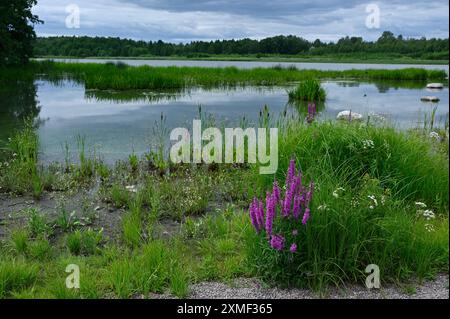 Dieses Bild zeigt eine ruhige Feuchtlandschaft mit einem ruhigen See, umgeben von üppiger grüner Vegetation und Wasserpflanzen. Violette Wildblumen heben sich hervor Stockfoto