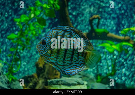 Diskusfische im Aquarium, tropische Fische. Symphysodon discus aus dem Amazonasfluss. Blauer Diamant, Schlangenhaut, rotes Türkis und mehr Stockfoto