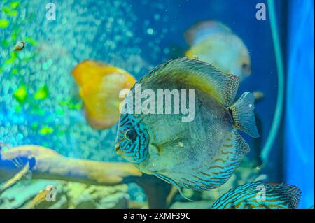 Diskusfische im Aquarium, tropische Fische. Symphysodon discus aus dem Amazonasfluss. Blauer Diamant, Schlangenhaut, rotes Türkis und mehr Stockfoto