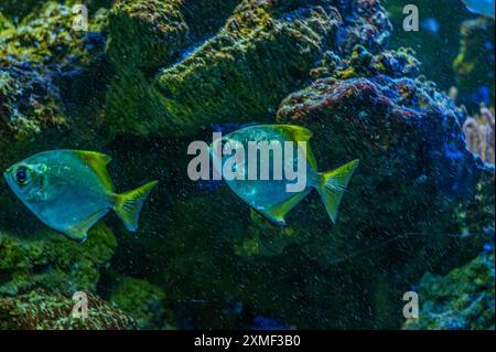 Farbenfrohe Engel schwimmen anmutig in einem lebendigen Korallenriff. Stockfoto