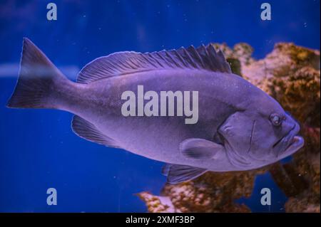 Riesenfische schwimmen im Dunkeln. Epinephelus flavocaeruleus, blauer und gelber Zackenfisch, ein Zackenbarsch aus der Unterfamilie Epinephe Stockfoto