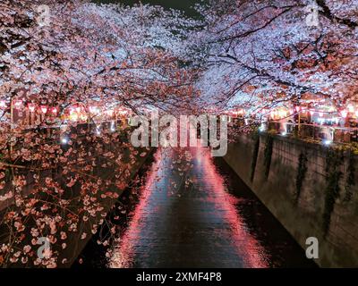 Kirschblütensaison entlang des River at Night, Tokio, Japan Stockfoto