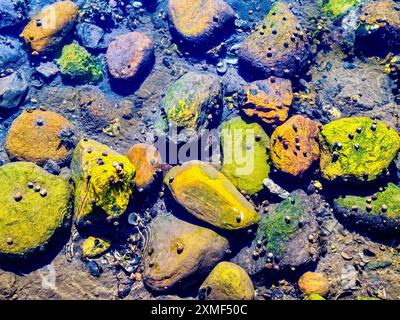 Küste mit verschiedenen Arten von Steinen und kleinen Muscheln und Algen im Salzwasser an der schwedischen Westküste im Sommer. Stockfoto