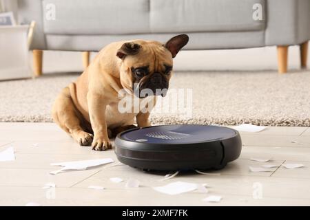 Niedliche französische Bulldogge in der Nähe von Roboter-Staubsaugern und zerrissenem Papier zu Hause Stockfoto