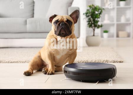 Niedliche französische Bulldogge, die zu Hause in der Nähe eines Roboter-Staubsaugers sitzt Stockfoto