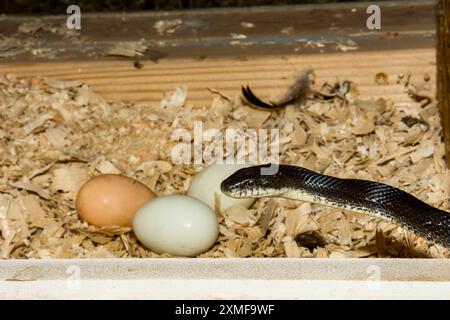 Schwarze Rattenschlange, die Eier aus einem Hühnerkoch klaut Stockfoto