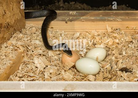 Schwarze Rattenschlange, die Eier aus einem Hühnerkoch klaut Stockfoto