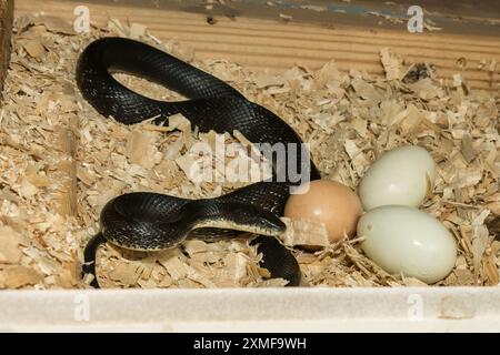 Schwarze Rattenschlange, die Eier aus einem Hühnerkoch klaut Stockfoto