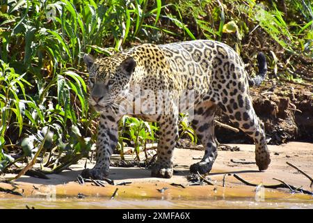 Jaguar ist die größte südamerikanische Katze, die im Waters Park, Pantanal, Mato Grosso Estate, Brasilien, zusammentreffen wird Stockfoto