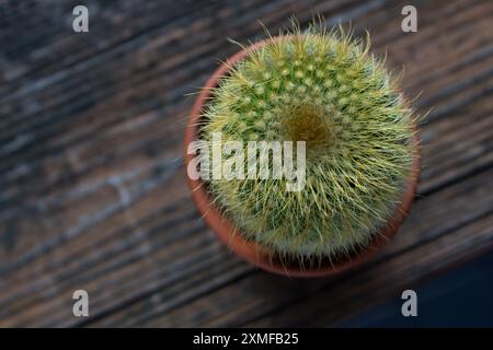 Nahaufnahme einer kleinen Kaktuspflanze Stockfoto