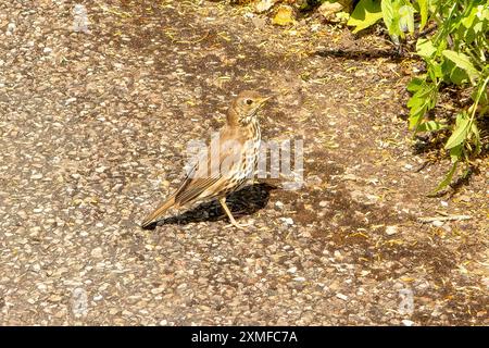 Song Thrush, Turdus philomelos in Dittisham, Devon, England Stockfoto