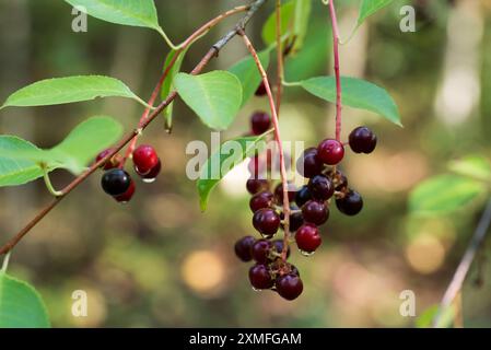 Prunus serotina, wilde Schwarzkirschen reife Beeren aus der Nähe selektiver Fokus Stockfoto