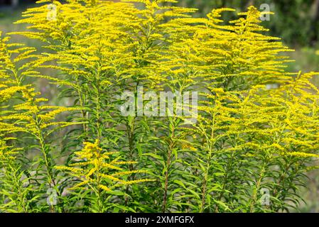 Goldrute aus Kanada, Solidago canadensis gelbe Blüten Nahaufnahme selektiver Fokus Stockfoto