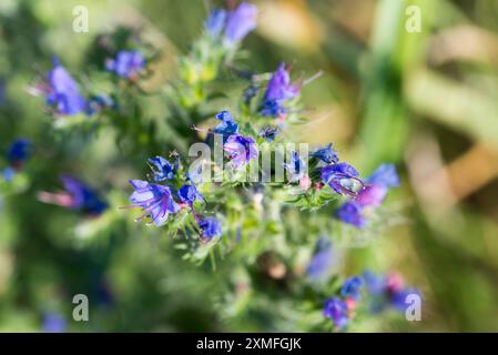 viper's Bugloss, Echium vulgare blaue Wiesenblumen Nahaufnahme selektiver Fokus Stockfoto