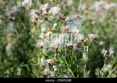 Kriechdistel, Cirsium arvense flauschige Wiesenblumen Nahaufnahme selektiver Fokus Stockfoto