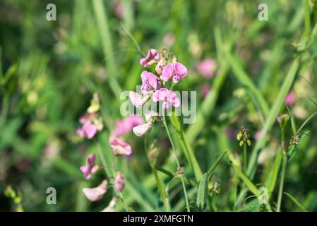 Flacherbsen, Lathyrus sylvestris Wiesenblumen Nahaufnahme selektiver Fokus Stockfoto