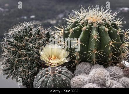 Ferocactus echidne, Mammillaria longimamma, Mammillaria plumosa und gelbe Blüte von Astrophytum asterias (Kabuto cactus). Viele schöne Kakteen mit Stockfoto