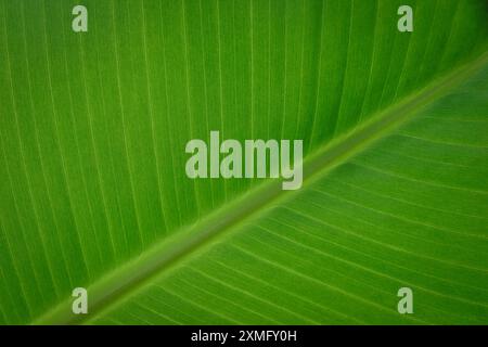 Banane hinterlässt einen Hintergrund mit Vollbild-Muster Stockfoto