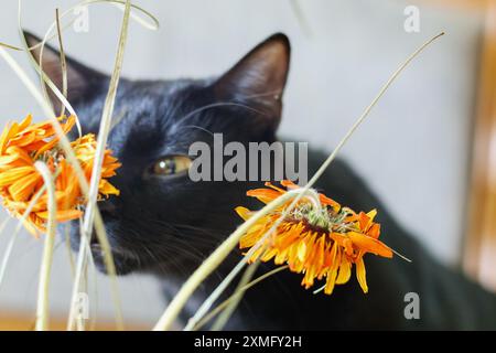 Schwarze Katze und orange verwelkter Blumenstrauß Stockfoto