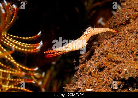 Donald Duck Shrimps, Leander plumosus. Tulamben, Bali, Indonesien. Bali-Meer, Indischer Ozean Stockfoto