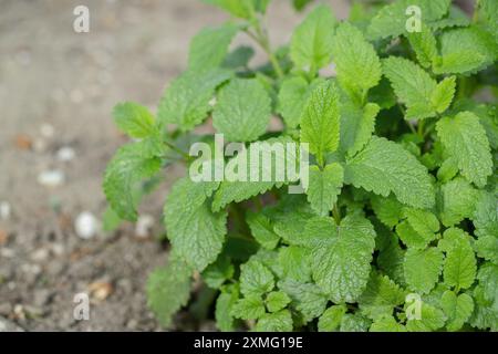 Zitronenmelisse im Garten (Melissa officinalis). Stockfoto