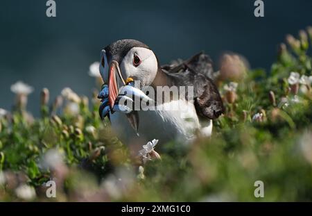 Papageientaucher auf Saltee Island vor Co Wexford, einem der wichtigsten Vogelschutzgebiete Irlands, Heimat von Papageientauchern, Tölpeln, Guillemoten, Rasierschweifvögeln, Kormorane, große Möwen mit schwarzem Rücken, Katzenwecken und manx-Sturmtaucher. Bilddatum: Donnerstag, 25. Juli 2024. Stockfoto