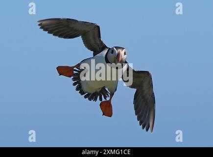 Papageientaucher auf Saltee Island vor Co Wexford, einem der wichtigsten Vogelschutzgebiete Irlands, Heimat von Papageientauchern, Tölpeln, Guillemoten, Rasierschweifvögeln, Kormorane, große Möwen mit schwarzem Rücken, Katzenwecken und manx-Sturmtaucher. Bilddatum: Donnerstag, 25. Juli 2024. Stockfoto