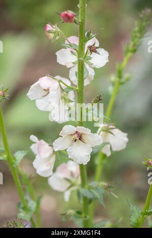 Blühende Mottenmullein (Verbascum blattaria). Stockfoto