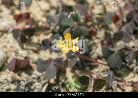 Waldsaurier mit gelben Blüten und roten Blättern ( Oxalis corniculata). Stockfoto