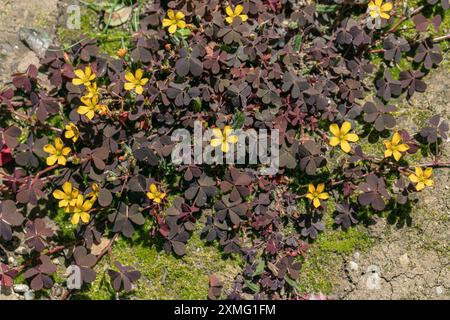 Waldsaurier mit gelben Blüten und roten Blättern ( Oxalis corniculata). Stockfoto