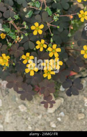 Waldsaurier mit gelben Blüten und roten Blättern ( Oxalis corniculata). Stockfoto