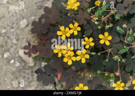 Waldsaurier mit gelben Blüten und roten Blättern ( Oxalis corniculata). Stockfoto