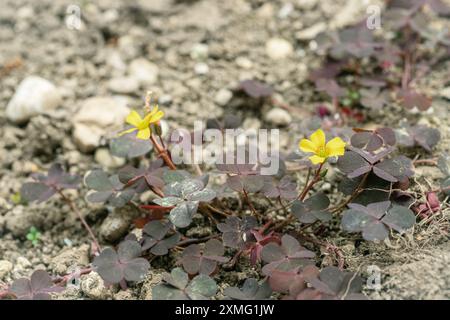 Waldsaurier mit gelben Blüten und roten Blättern ( Oxalis corniculata). Stockfoto