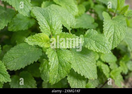 Grüne Blätter der Zitronenblume (Melissa officinalis). Stockfoto