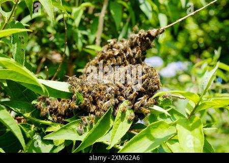 Wespen, die sich darauf vorbereiten, ein Nest in einer Gartenhecke zu bauen - John Gollop Stockfoto